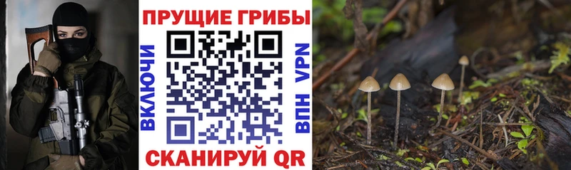 закладки  Богородицк  Галлюциногенные грибы прущие грибы 